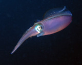 Squid P3310104.jpg