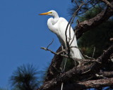 Great White Egret IMG_7281.jpg