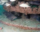 Black Sea Bass love the Eco System