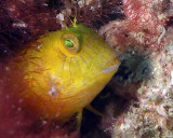 Seaweed Blenny