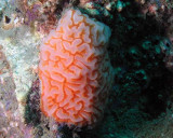 P5110140 Orange Tunicate