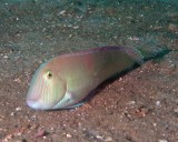Pearly Razorfish Male 