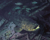 Goliath Grouper