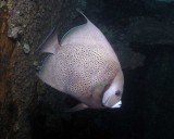 Gray Angelfish, a rare find this far north