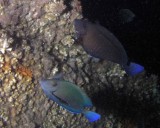 Doctorfish, not a great photo, but another rare find