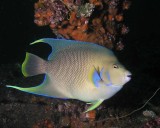 Blue Angelfish