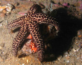 Sea Star attacking a mollusk P7040008