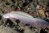 Dartfish (Blue Goby) P7040016