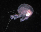 Warty jellyfish P7150069.jpg