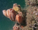tunicates P7150065.jpg