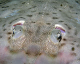 Clear-nosed Skate