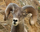 IMG_0344 Big Horn Sheep