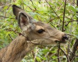 IMG_0019 Doe