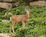 IMG_0046 Doe