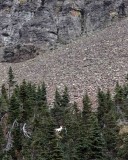 IMG_0145 Mountain Goat - the white speck in the middle of the trees
