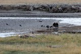 IMG_0095 Grizzly eating an elk carcass at Lamar River