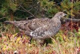 IMG_0060 Grouse