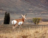 IMG_0141 Antelope