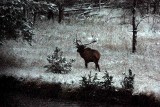 IMG_0319 Elk at dusk