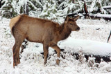 IMG_0062 Elk fawn