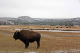 IMG_0381 Bison at the Firehole River