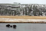 IMG_0416 Bison crossing Firehole River