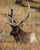 IMG_0078 Bull Elk