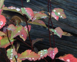 IMG_0054 Water drops on fall foliage