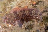 P4180012_FeatherdusterBlenny