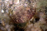 Featherduster Blenny