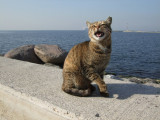 Izmir harbor cat, personality 3