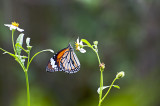 Butterflies  2011