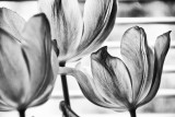 Pink Tulips In Black And White