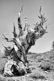 Bristlecone