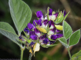 Round-leaved Psoralea, Hoita orbicularis