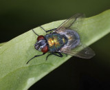 Blow Fly