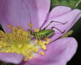 Katydid nymph