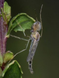 Midge, Chironomus sp.