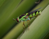 Stratiomyidae: Soldier Flies