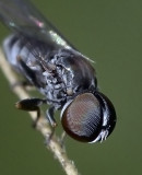 Large-headed Fly, Eudorylas, sp