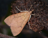 Genista Broom Moth