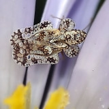 Morrill Lace Bug, Corythucha morrilli