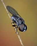Large-headed Fly