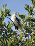 Northern Mockingbird