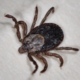 Black-legged Tick, Ixodes pacificus