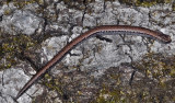 California Slender Salamander, Batrachoseps attenuatus