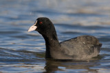 Lyska (<i>Fulica atra</i>)