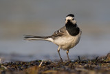 Pliszka siwa (<i>Motacilla alba</i>)