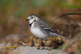 Pliszka siwa (<i>Motacilla alba</i>)