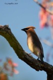 Cedar Waxwing / Jaseur dAmrique